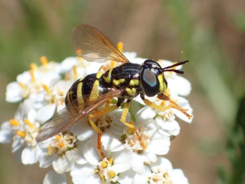 Chrysotoxum verralli